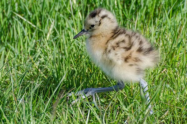 Curlew Chick (Photo: Tim Melling)